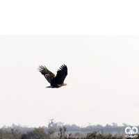 گونه عقاب دریایی دم سفید White tailed Eagle